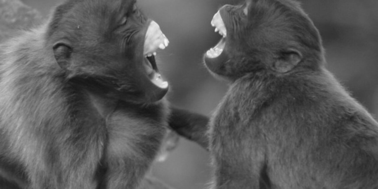 Unique Names for Monkeys: 270 Curated Picks with Meanings and More