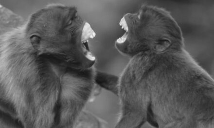 Unique Names for Monkeys: 270 Curated Picks with Meanings and More