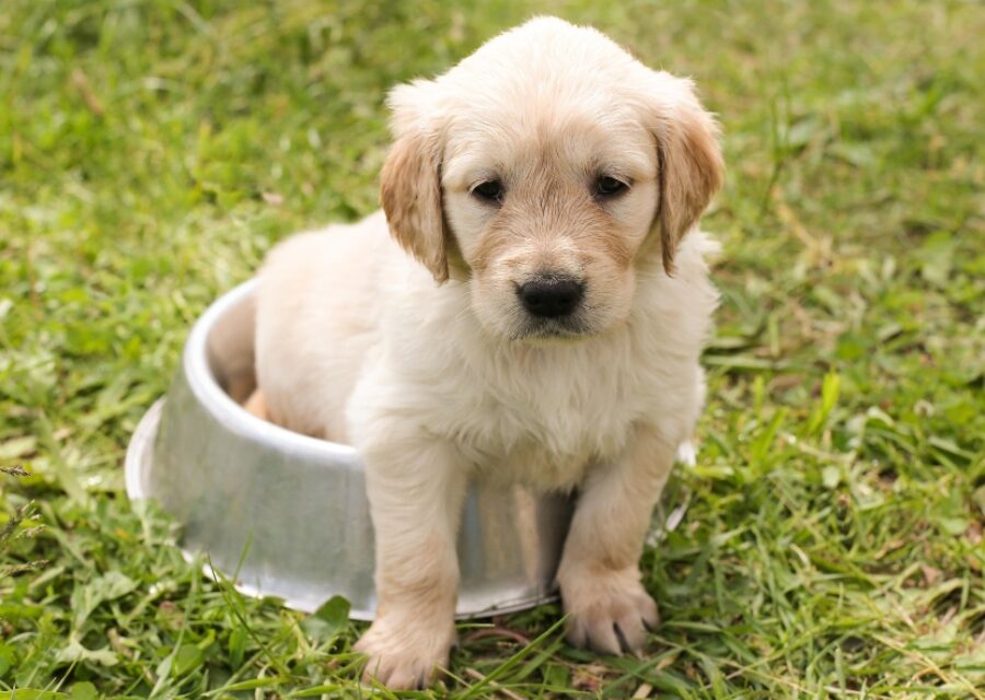 243 Unique Names for Dogs Male: Your Preferred List