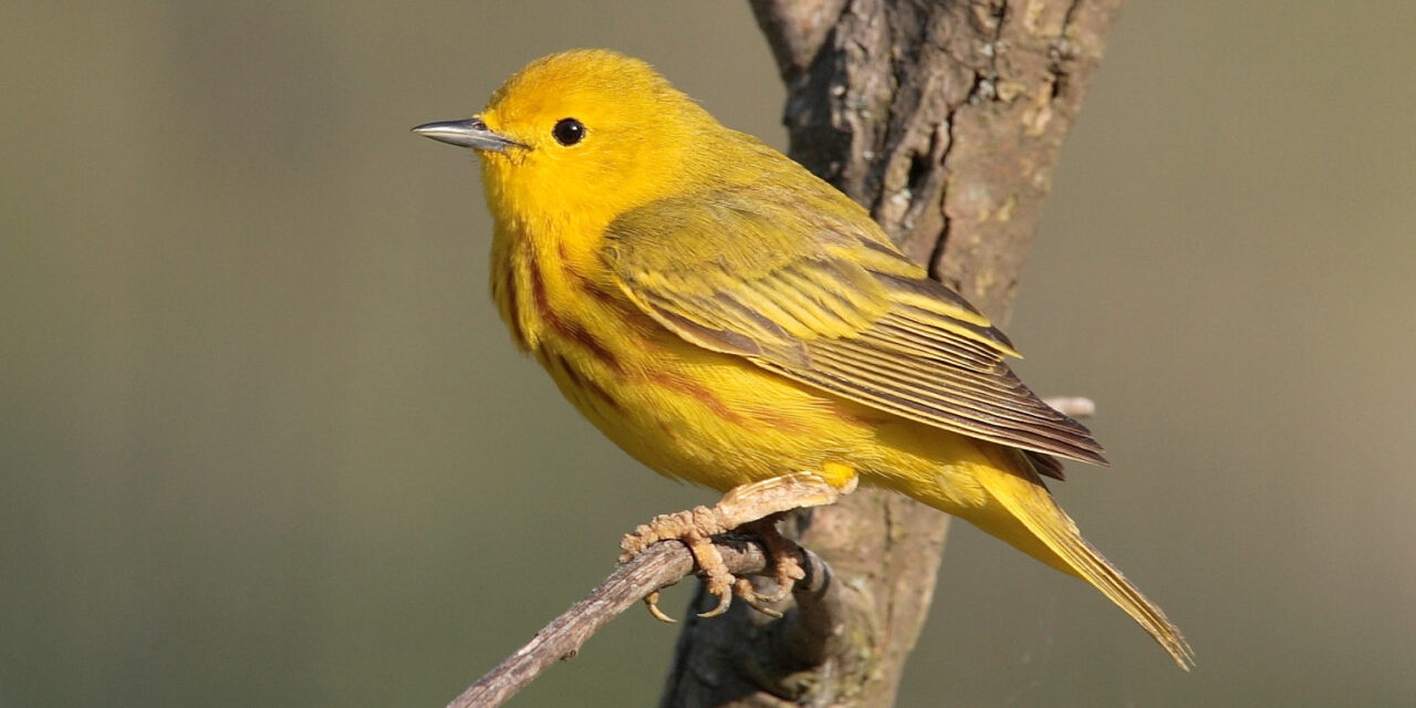 256 Unique Names for Yellow Birds: A Comprehensive Guide
