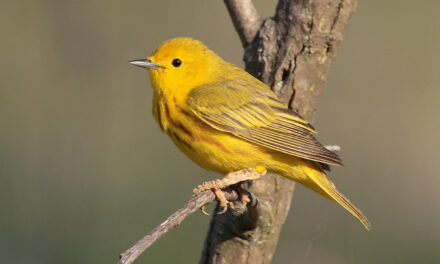 256 Unique Names for Yellow Birds: A Comprehensive Guide