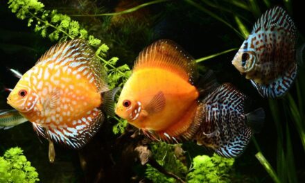 265 Unique Names for Goldfish: A Curated List