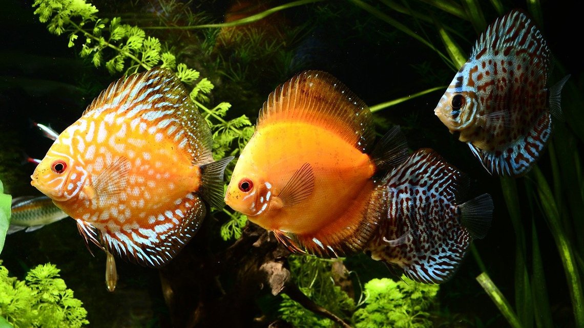 265 Unique Names for Goldfish: A Curated List