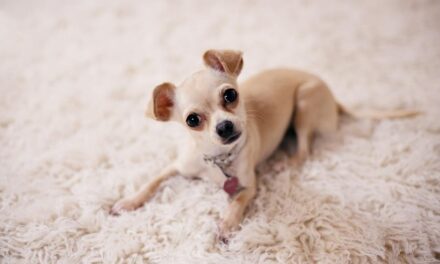 235 Unique Names for Girls: A Compelling List, 243 Unique Names for Boys: Your Preferred List & Unique Names for Chihuahuas