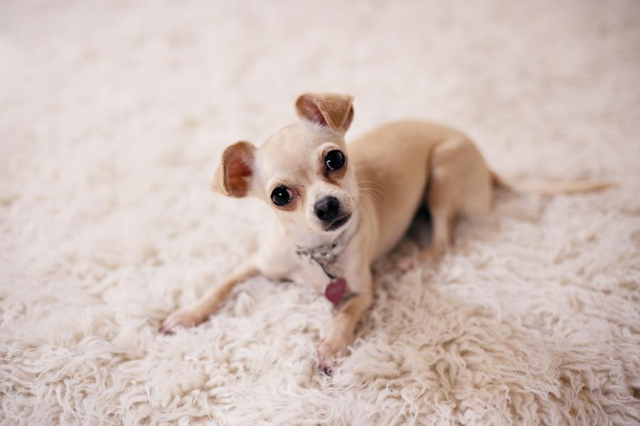 235 Unique Names for Girls: A Compelling List, 243 Unique Names for Boys: Your Preferred List & Unique Names for Chihuahuas