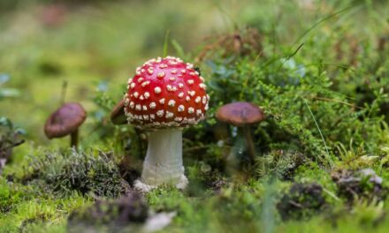 235 Unique Names for a Mushroom Character: A Compelling and Preferred List