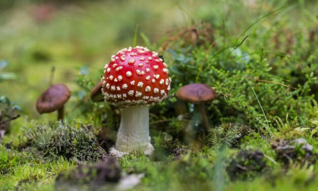 235 Unique Names for a Mushroom Character: A Compelling and Preferred List