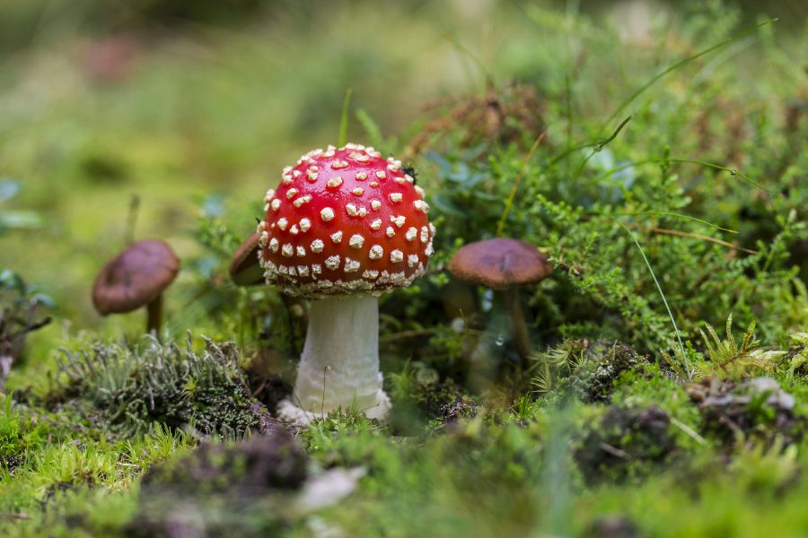 235 Unique Names for a Mushroom Character: A Compelling and Preferred List