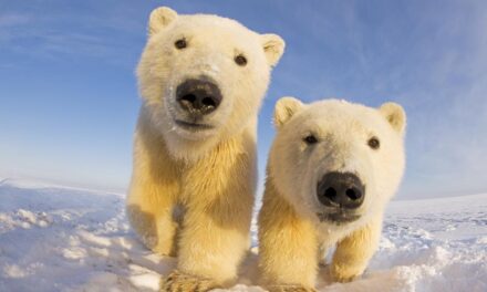 270 Unique Names for Polar Bears: A Compilation for Distinct and Creative Nomenclature