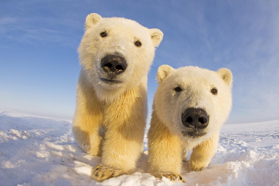 270 Unique Names for Polar Bears: A Compilation for Distinct and Creative Nomenclature