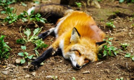 Unique Names for Foxes: 257 Inspiring Choices to Consider