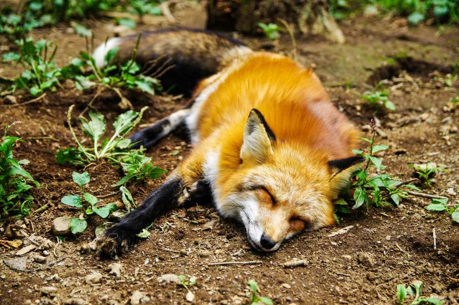 Unique Names for Foxes: 257 Inspiring Choices to Consider
