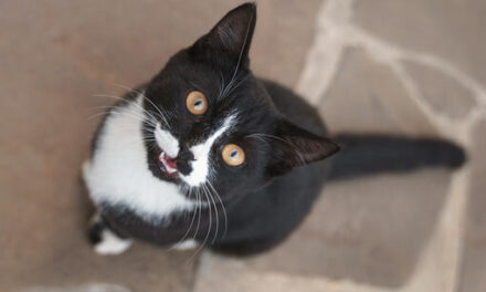 235 Unique Names for Tuxedo Cats: Your Essential List of Distinctive Options