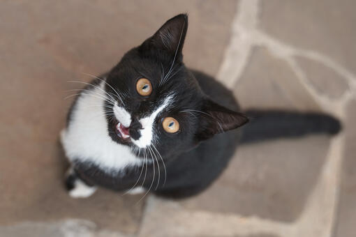 235 Unique Names for Tuxedo Cats: Your Essential List of Distinctive Options