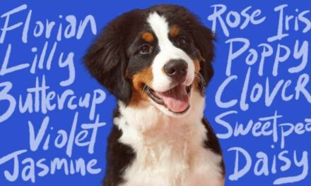 300 Unique Names for Hyper Dogs: A Creative and Compelling List