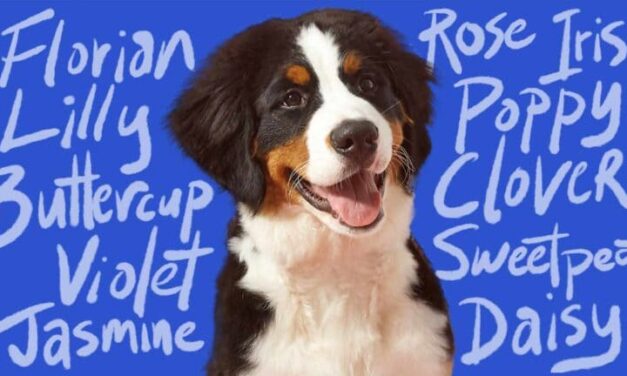 300 Unique Names for Hyper Dogs: A Creative and Compelling List