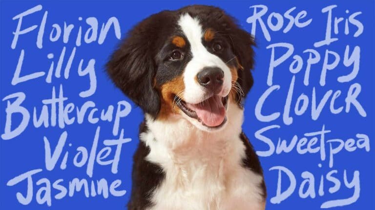 300 Unique Names for Hyper Dogs: A Creative and Compelling List