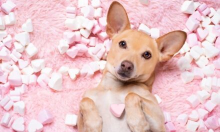 235 Unique Names for Pets Female: A Comprehensive and Inspiring List for Your Prized Companion