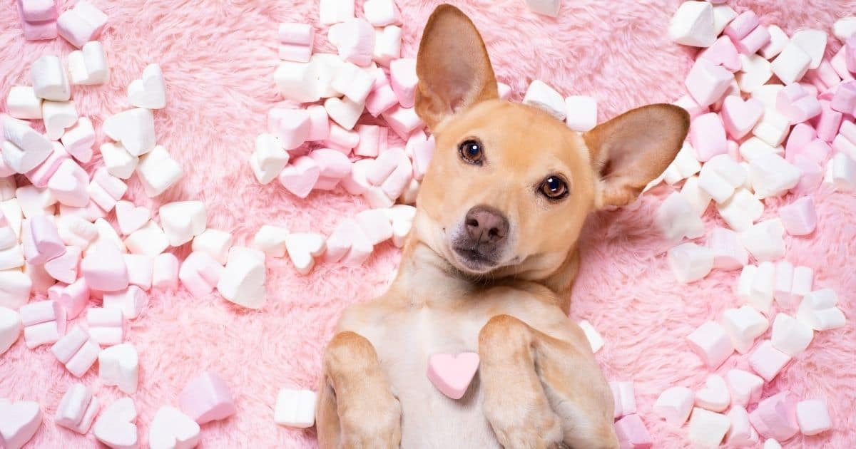 235 Unique Names for Pets Female: A Comprehensive and Inspiring List for Your Prized Companion