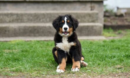 235 Unique Names for Girls: A Compelling List, 243 Unique Names for Boys: Your Preferred List – Unique Names for Bernese Mountain Dogs