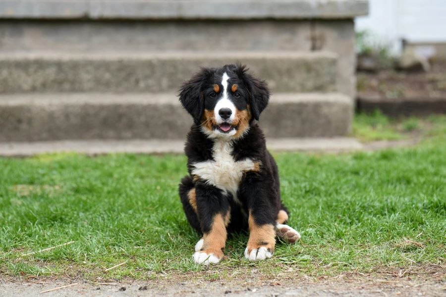 235 Unique Names for Girls: A Compelling List, 243 Unique Names for Boys: Your Preferred List – Unique Names for Bernese Mountain Dogs