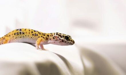 235 Unique Names for Girls: A Compelling List, 243 Unique Names for Boys: Your Preferred List – Unique Names for Leopard Geckos