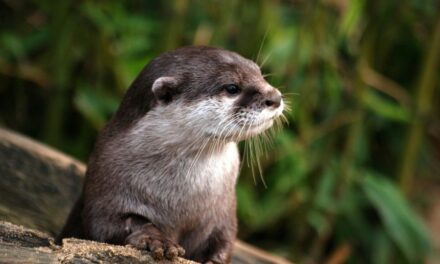 235 Unique Names for Otters: A Compelling List of Creative Otter Names