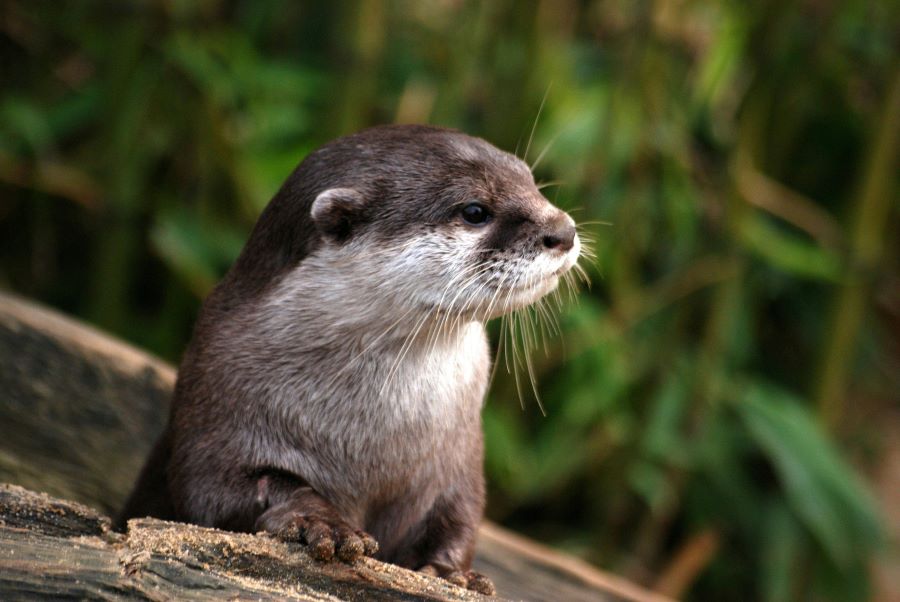 235 Unique Names for Otters: A Compelling List of Creative Otter Names