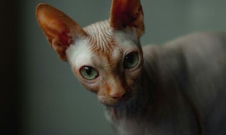 235 Unique Names for Sphynx Cats: A Compelling List for Girls and Boys