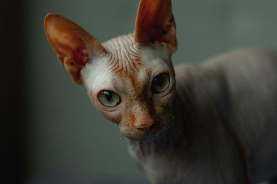 235 Unique Names for Sphynx Cats: A Compelling List for Girls and Boys
