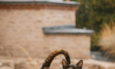 235 Unique Names for Tortoiseshell Cats: A Comprehensive List