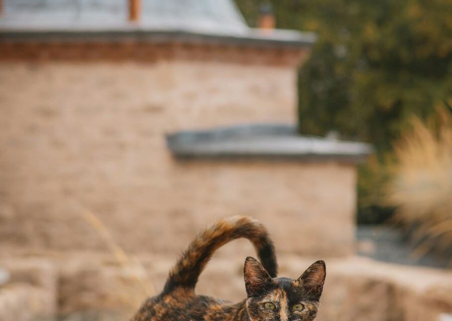 235 Unique Names for Fluffy Cats: A Compelling List for Elegant Companions