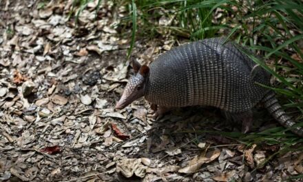 235 Unique Names for Armadillos: A Comprehensive and Creative Collection