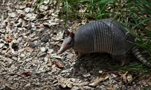 235 Unique Names for Armadillos: A Comprehensive and Creative Collection