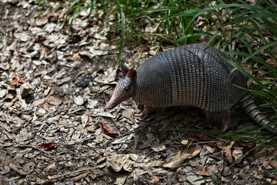235 Unique Names for Armadillos: A Comprehensive and Creative Collection