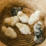 235 Unique Names for Baby Chicks: A Compelling List for Poultry Enthusiasts
