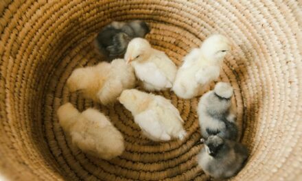 235 Unique Names for Baby Chicks: A Compelling List for Poultry Enthusiasts