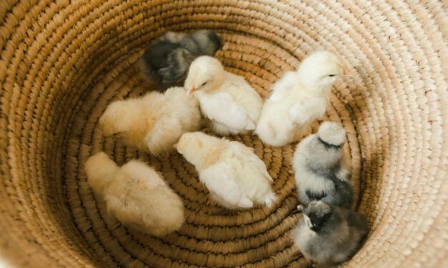 235 Unique Names for Baby Chicks: A Compelling List for Poultry Enthusiasts