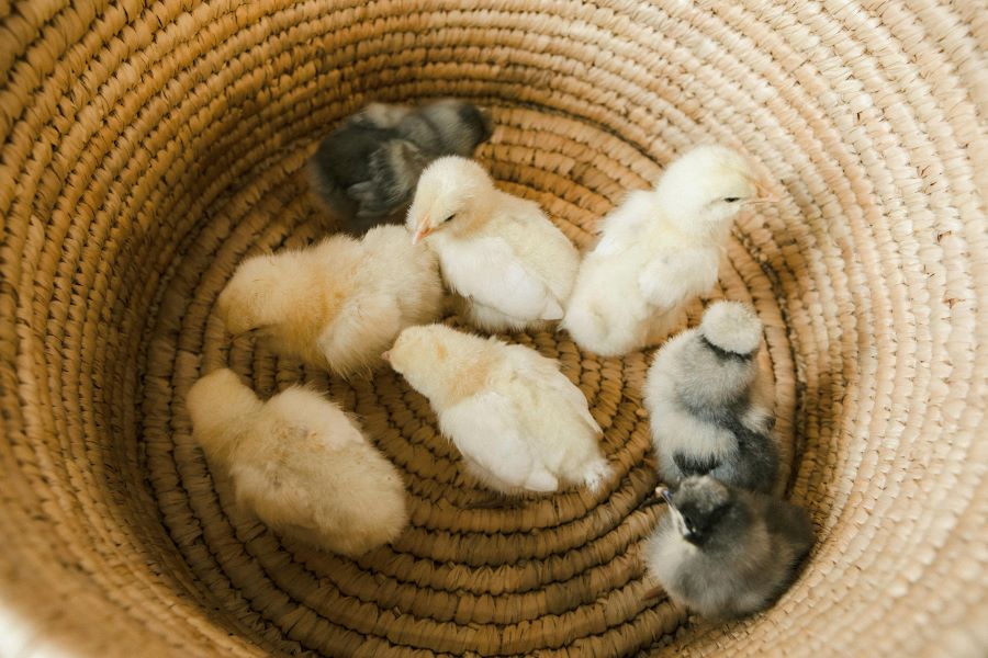 235 Unique Names for Baby Chicks: A Compelling List for Poultry Enthusiasts