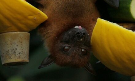 257 Unique Names for Bats: A Curated List for Enthusiasts of Rare Monikers
