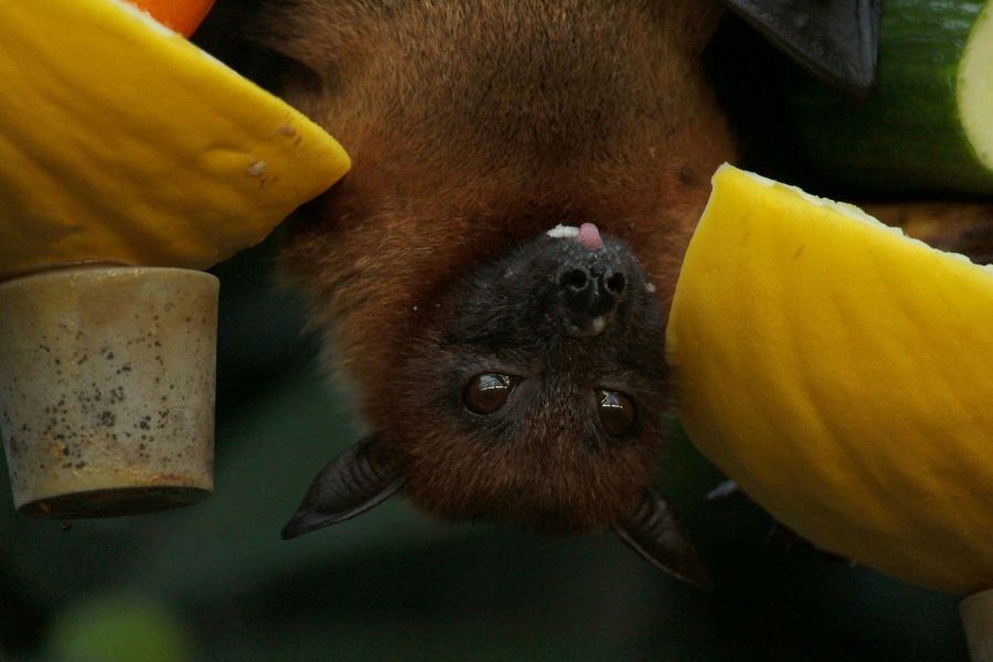 257 Unique Names for Bats: A Curated List for Enthusiasts of Rare Monikers