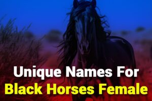 unique-name-for-black-female-hourse.jpg