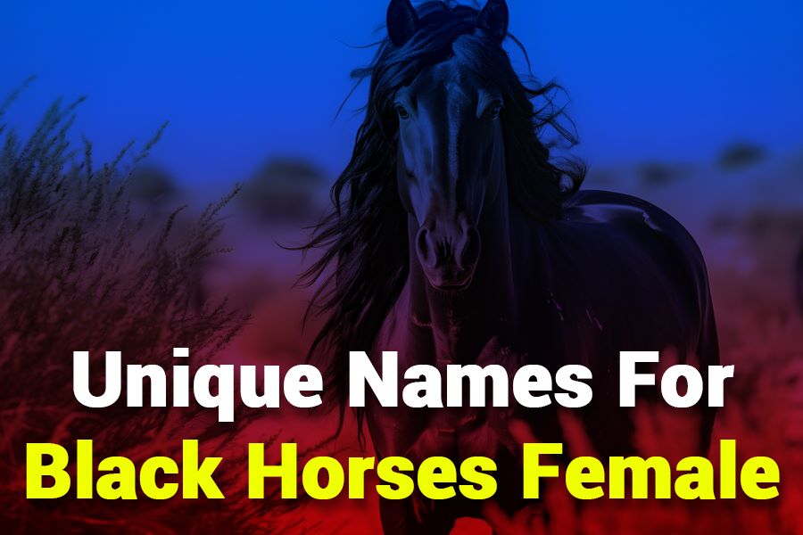 Unique Names for Horses Female: 265 Enchanting & Distinct Names List
