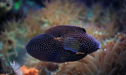 235 Unique Names for Black Fish: A Curated Collection