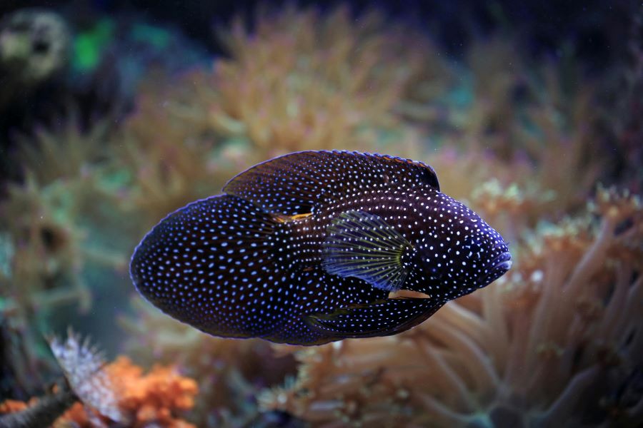 235 Unique Names for Black Fish: A Curated Collection