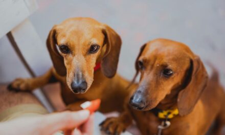 235 Unique Names for Hot Dogs: A Creative, Comprehensive List