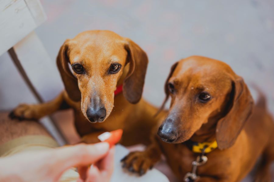 300 Unique Names for Brown Dogs: A Comprehensive List of Stylish Options