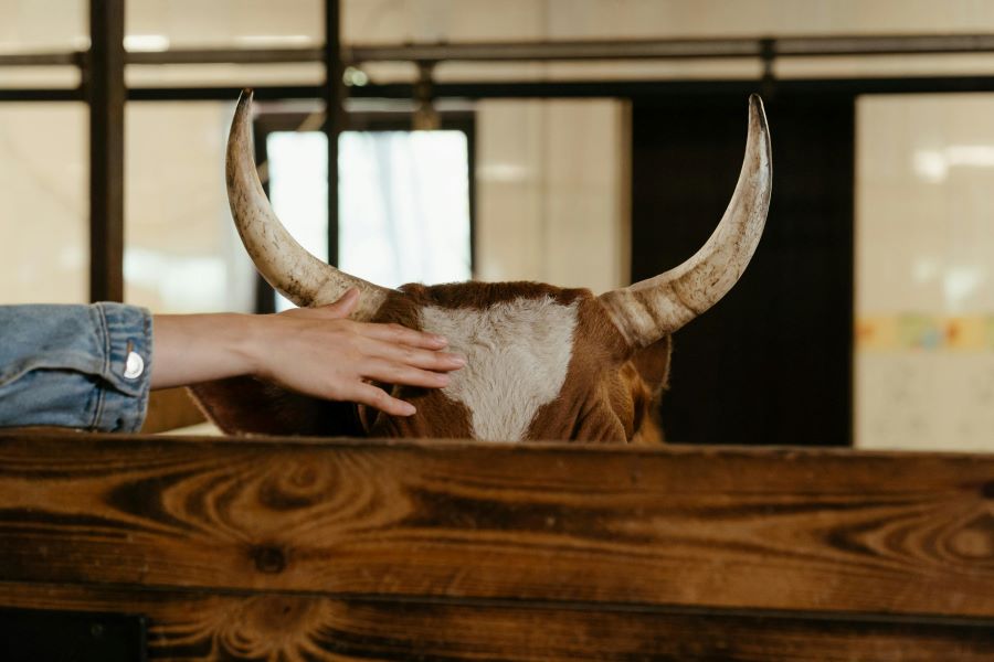 235 Unique Names for Bulls: An Extensive Collection for Diverse Tastes