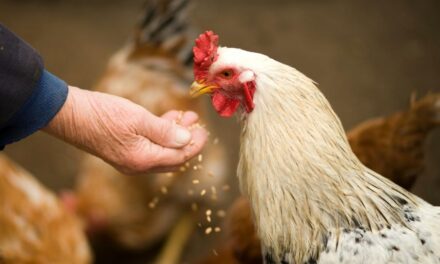 265 Unique Names for Roosters: An Engaging List