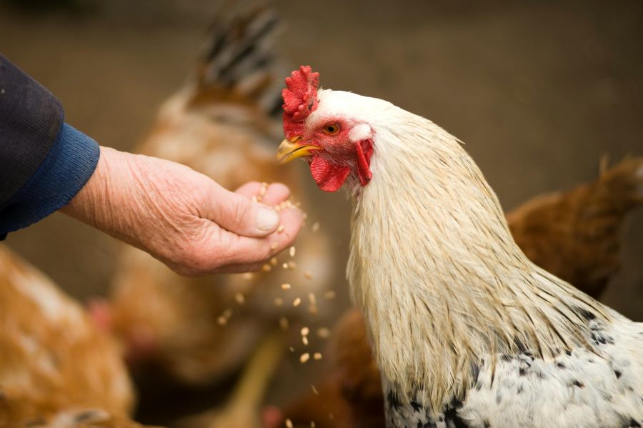 235 Unique Names for Chickens: A Comprehensive List for Poultry Enthusiasts